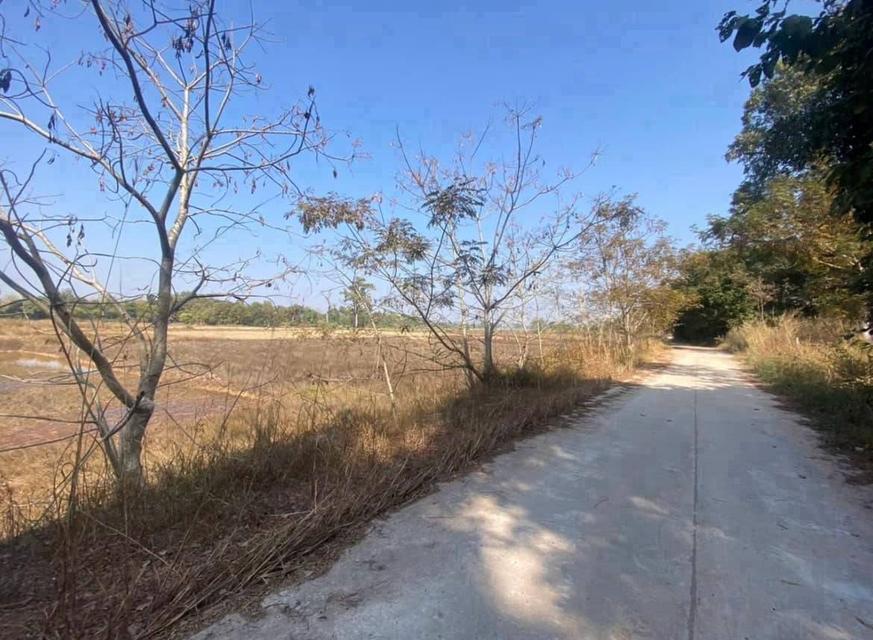 ขายที่ดินเกษตร 12.2 ไร่ (น.ส. 4 จ.) 5