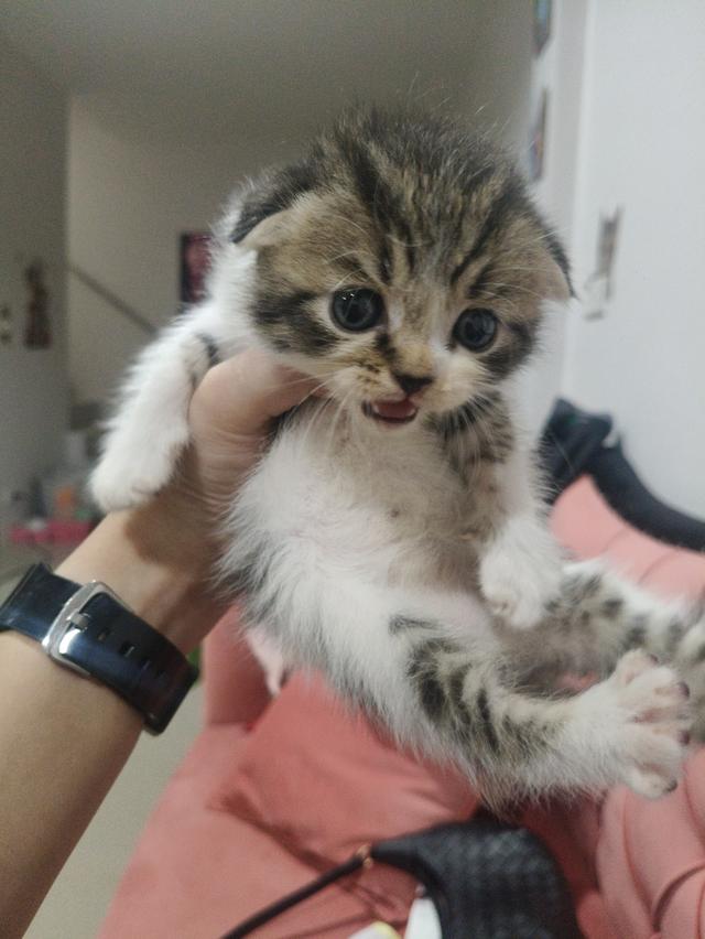 สก็อตติช หูพับ ชาย ❤️🏡 พร้อมย้ายบ้าน น้องอยู่ปทุมธานี นวนคร🏡❤️😻🏡 รูปที่ 11