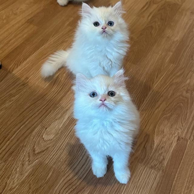 แมวเปอร์เซีย แมวเปอร์เซียแท้