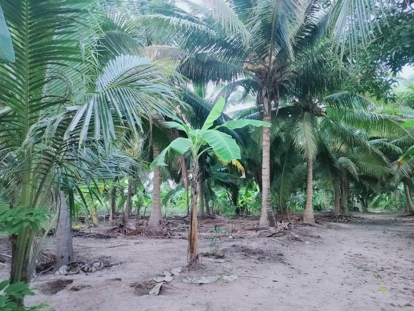 ที่ดินหัวหิน ห้วยมงคล 11