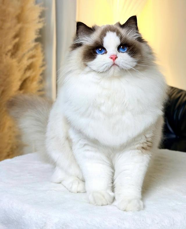 แมว แร็คดอลเด็กผู้ชาย 2