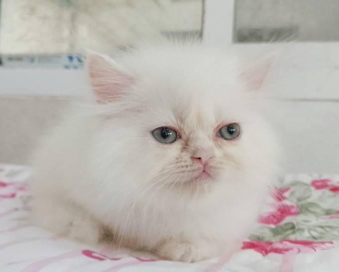 แมวเปอร์เซียเซียน่ารักมากเมีย พระรามสอง เทียนทะเล20 รูปที่ 7
