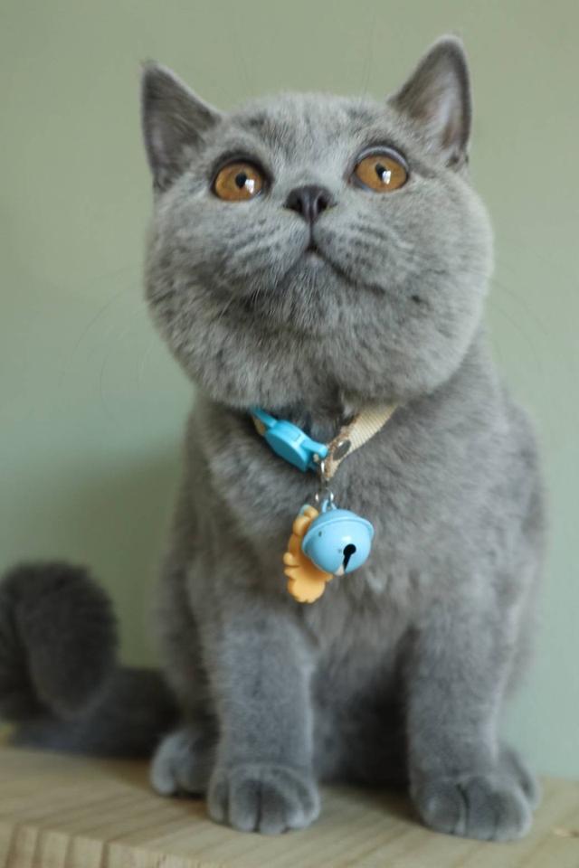 บริติชแท้ น้องเลม่อน รูปที่ 3