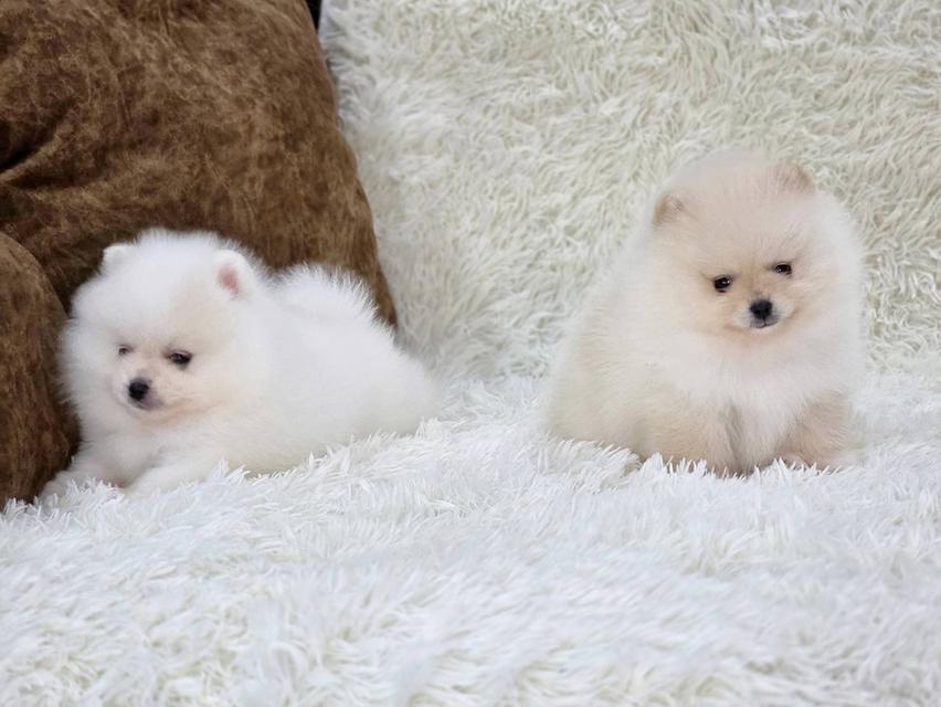 ปอมเมอเรเนียนแท้ สีขาว และสีขาวครีม เพศผู้ พิกัดรามอินทรา 12