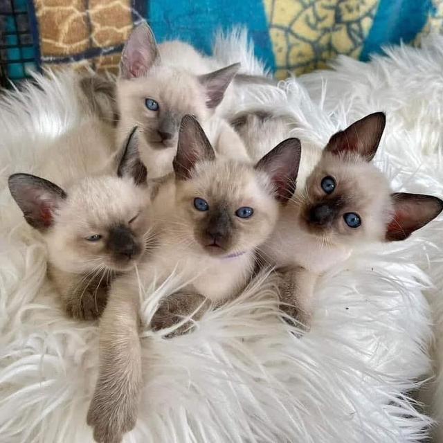 Siamese Male And Female Kittens รูปที่ 1