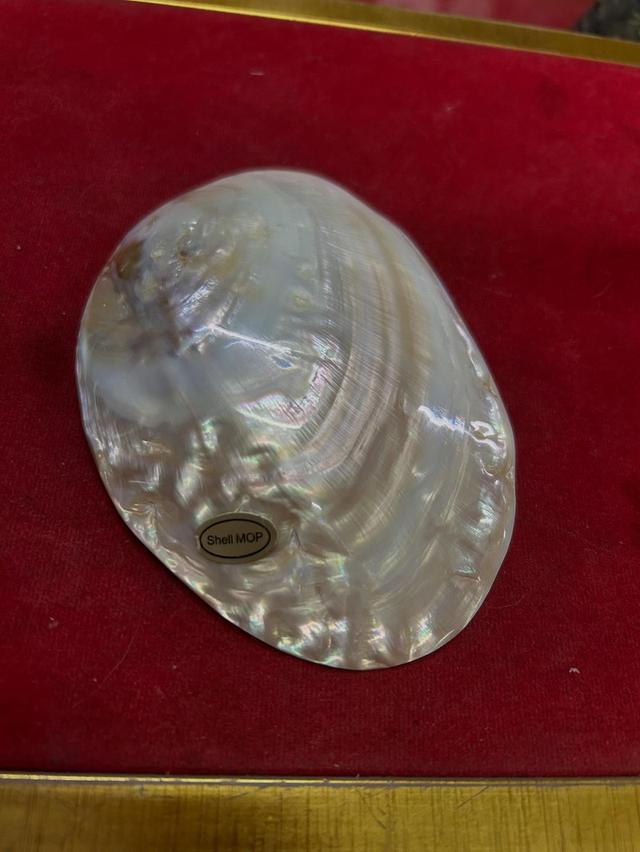 เปลือกหอยมุก shell mop 3