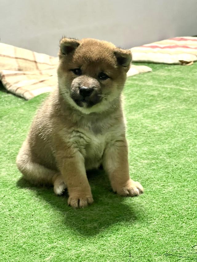ลูกสุนัข ชิบะ SHIBA เพศเมีย มีใบเพดดีกรี 4