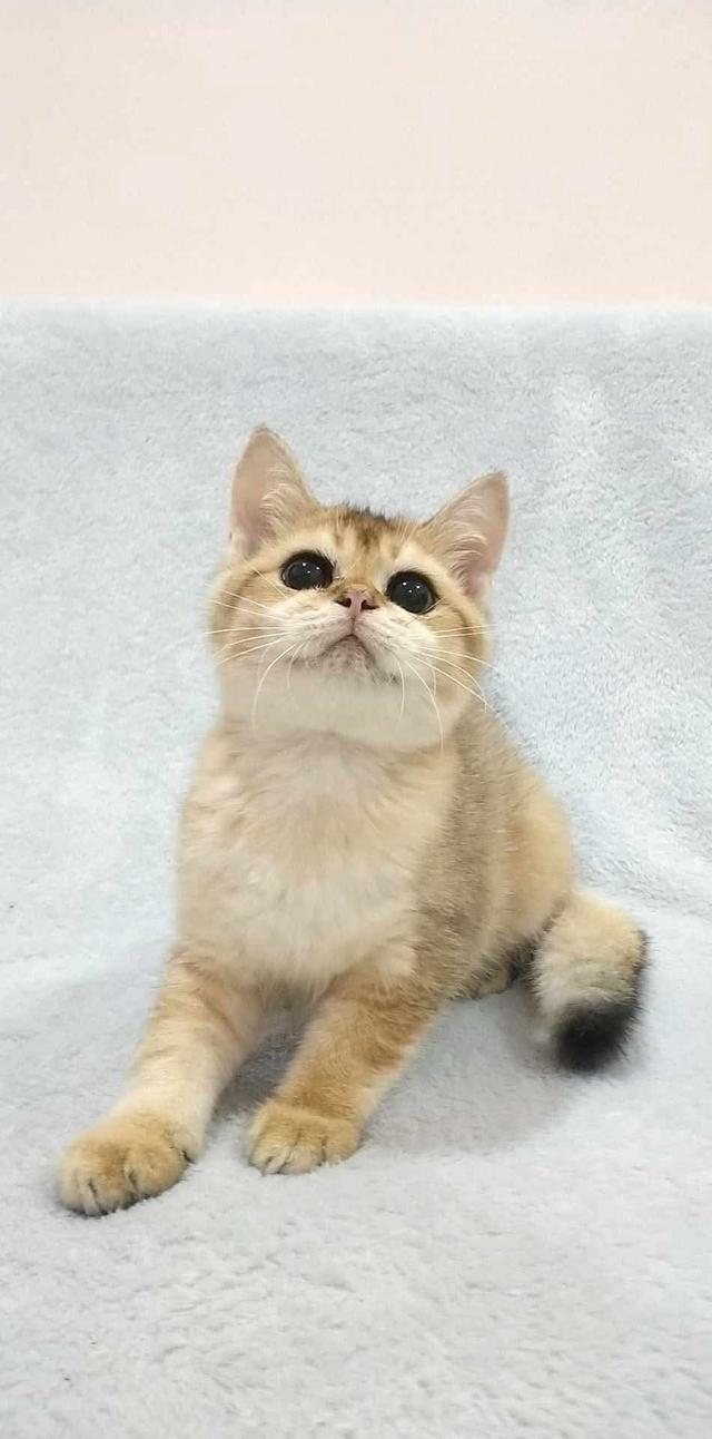 British Shorthair 3
