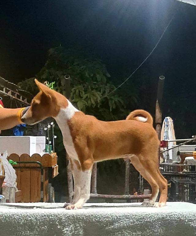 สุนัข Basenji นำเข้า 5