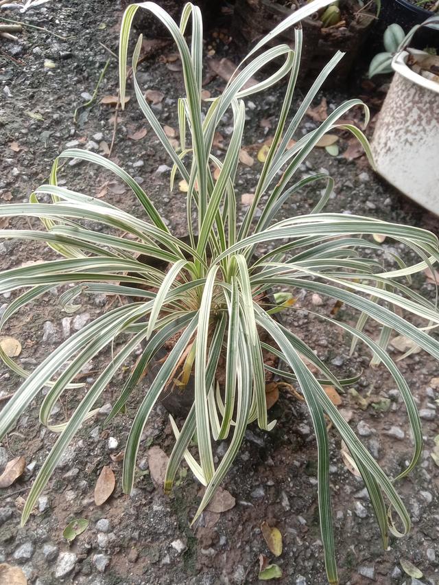 เศรษฐีไซ่ง่อนด่าง ส่งเป็นต้นเพาะชำ  12