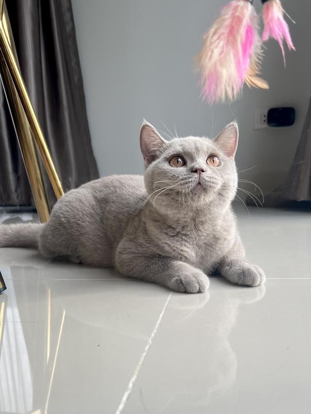 แมว บริติช เพศเมีย