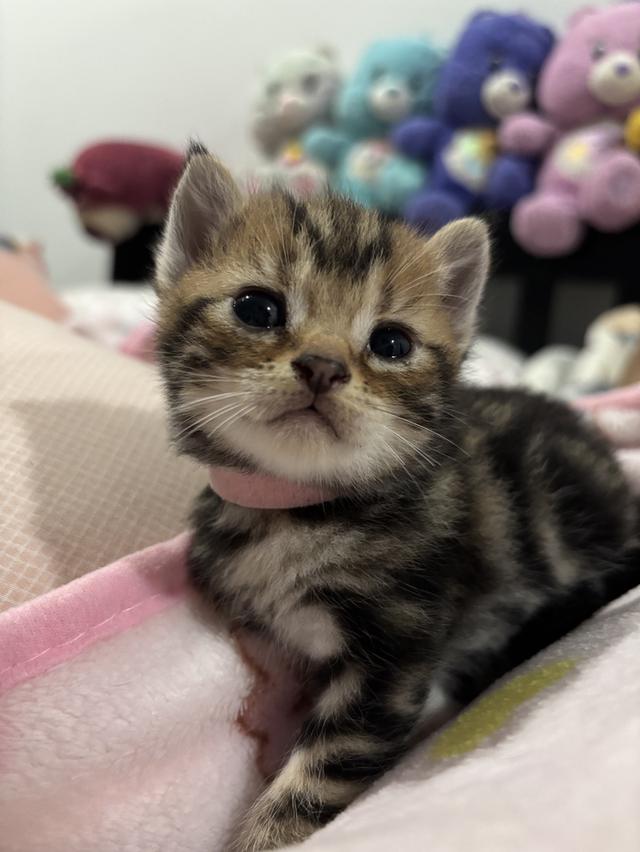 ลูกแมวพันธุ์ American Shorthair รูปที่ 6