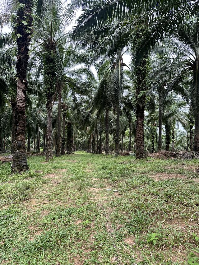 🌴 ขายสวนปาล์ม(โฉนด)พร้อมเก็บเกี่ยว อ.ปะทิว จ.ชุมพร 🌴 4