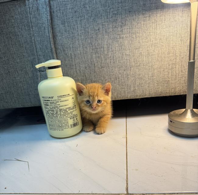 แมวส้มสก็อตติส รูปที่ 3