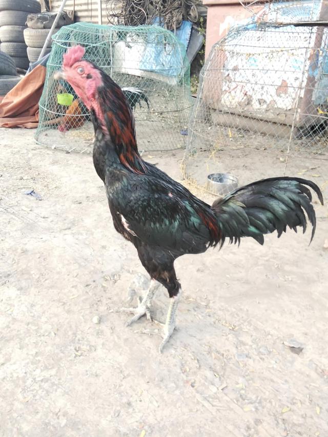 ไก่เชิง