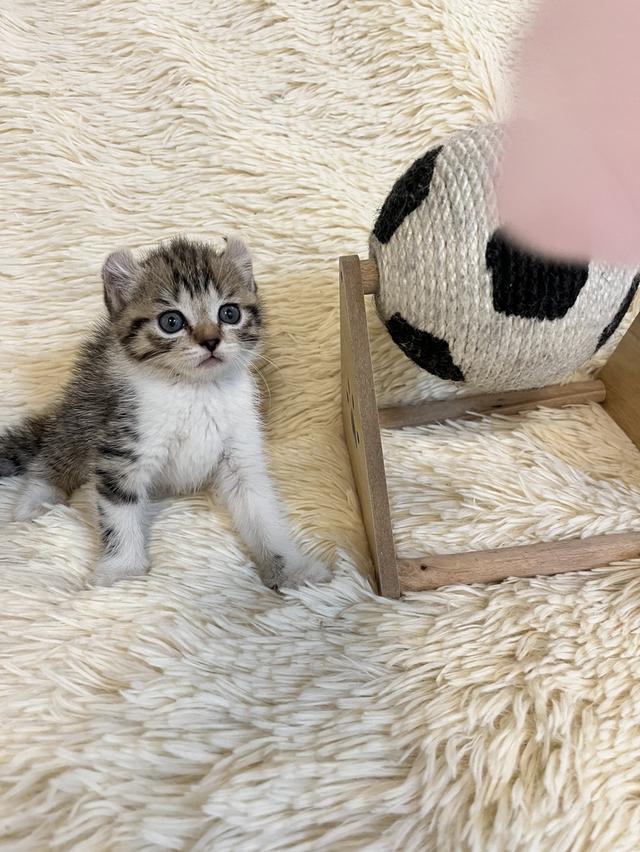 แมวหูบิน อเมริกันเคริล รูปที่ 13