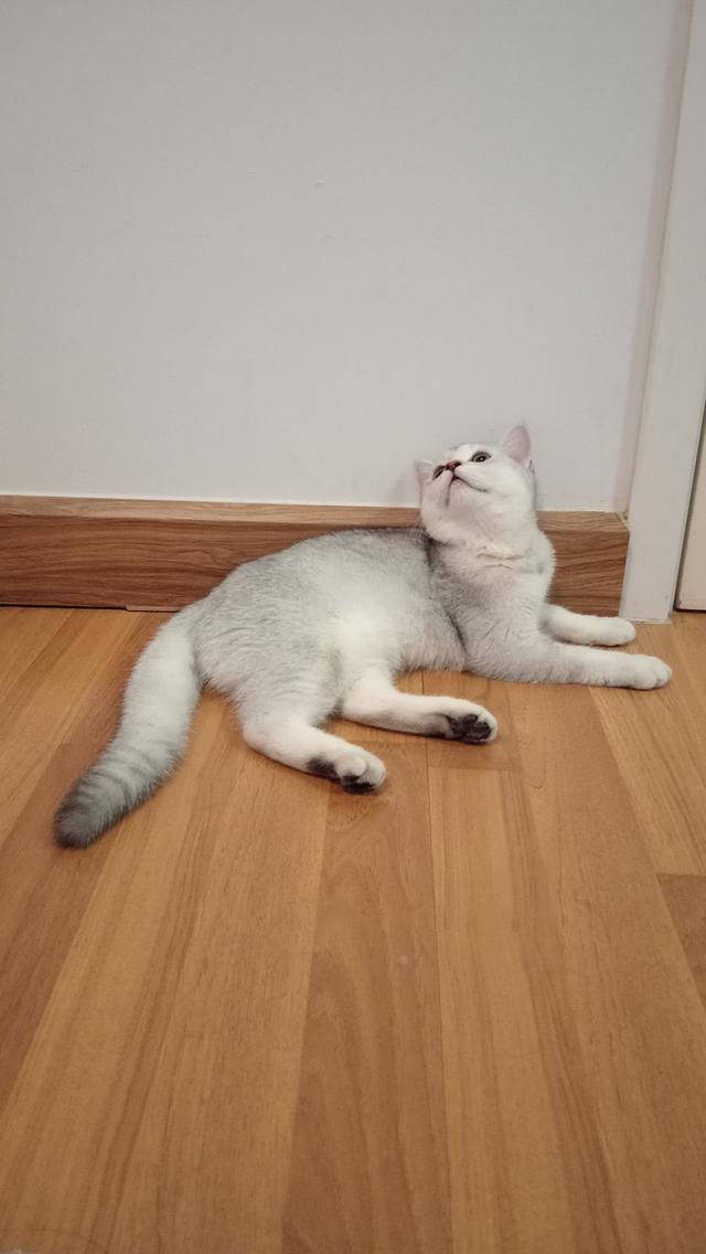 ลูกแมวสก็อตติชโฟล์ด 4 เดือน