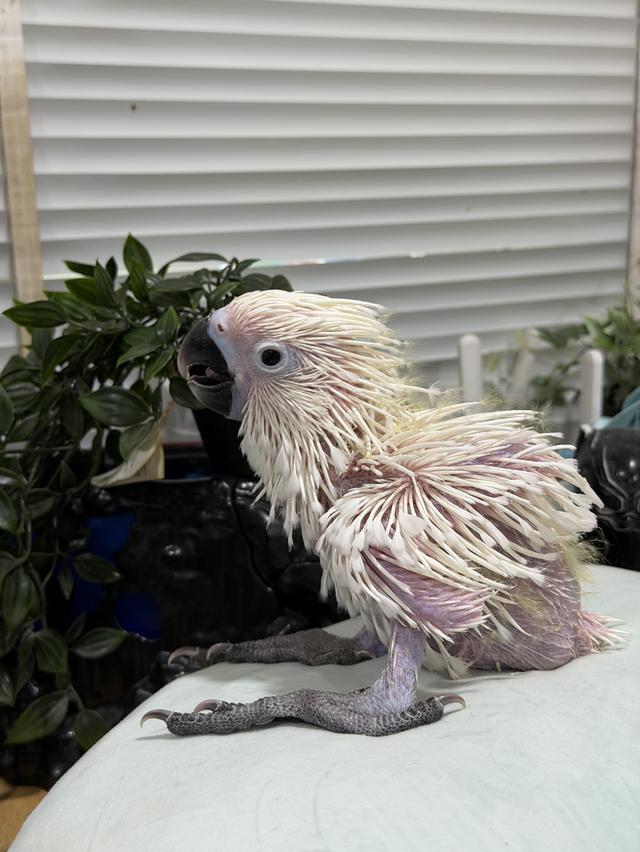 กระตั้วอัมเบลล่า Umbrella cockatoo เพศผู้