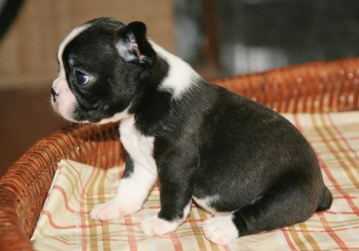 ปล่อยขาย Boston Terrier ตัวจิ๋ว 5