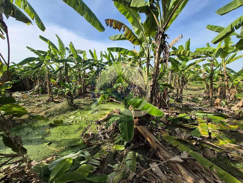 ขาย ที่ดินเปล่า 1-1-33 ไร่ ( 533 ตร.ว. ) ซ.บึงบอน 11 ถ.รังสิต-นครนายก  จ.ปทุมธานี  7