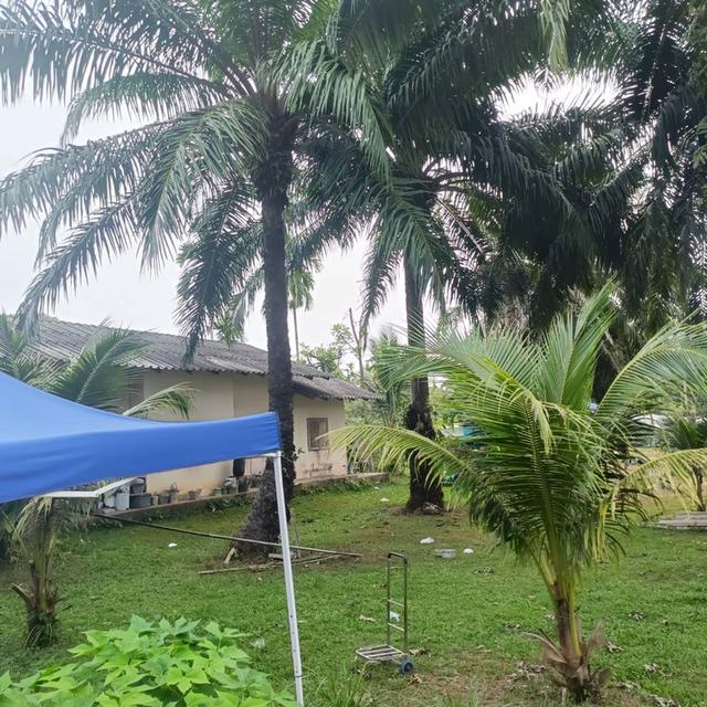 ขายบ้านพร้อมที่ดิน + กิจการผักไฮโดรโปนิกส์ พร้อมรายได้ทันที จ.ชุมพร 8