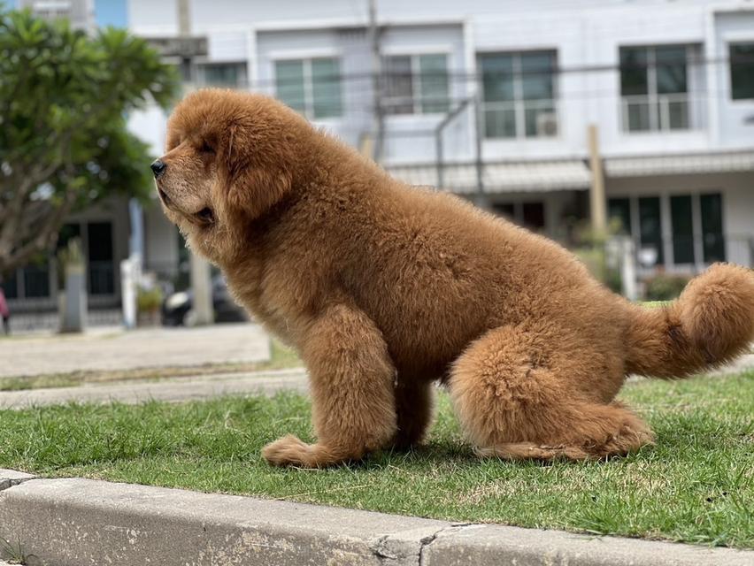 ทิเบตัน มาร์ฟทิฟ นำเข้าจากประเทศจีน 6