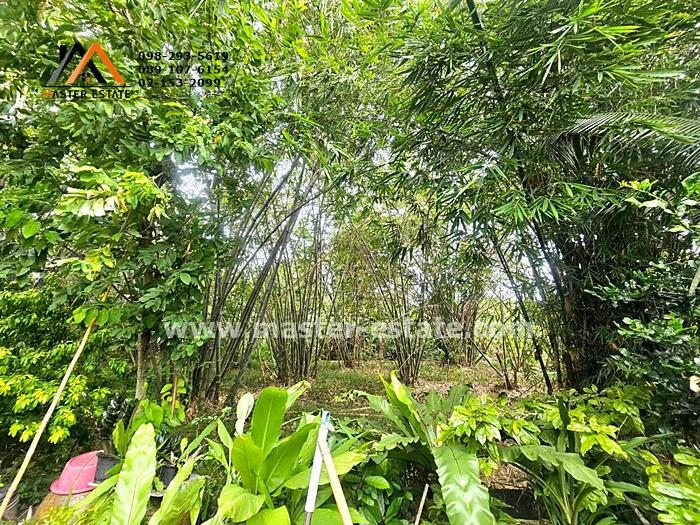 ที่ดินเปล่า 250 ตร.ว. ไทรม้า ซอย 11 (บางอ้อ 2) ติดถนนสาธารณะ ทรงสี่เหลี่ยมสวย ราคาลดประชดเศรษฐกิจ มีแค่ 3 แปลงเท่านั้น 12