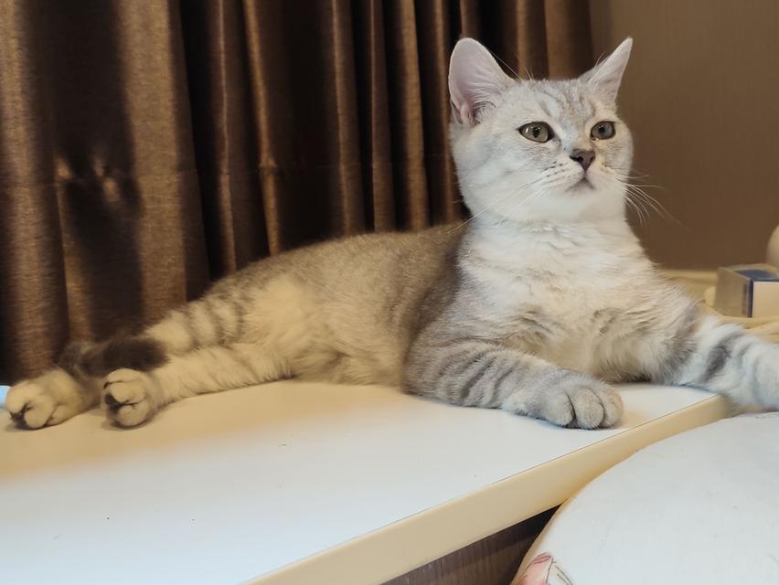 หาบ้าน แมวสก็อตติชโฟล์ด ผญ รูปที่ 9