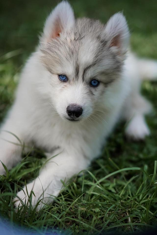 Siberian husky 12