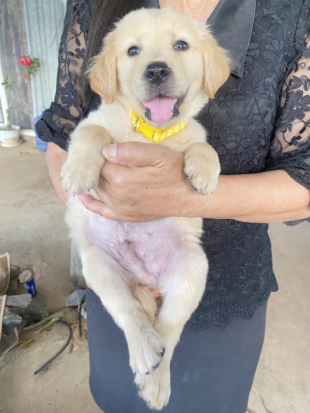 สุนัขพันธุ์โกลเด้นรีทรีฟเวอร์