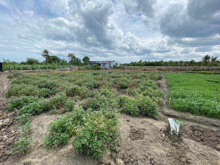 ขายที่ดิน นครชัยศรี ใกล้วัดหลวงพ่อสมหวัง 2