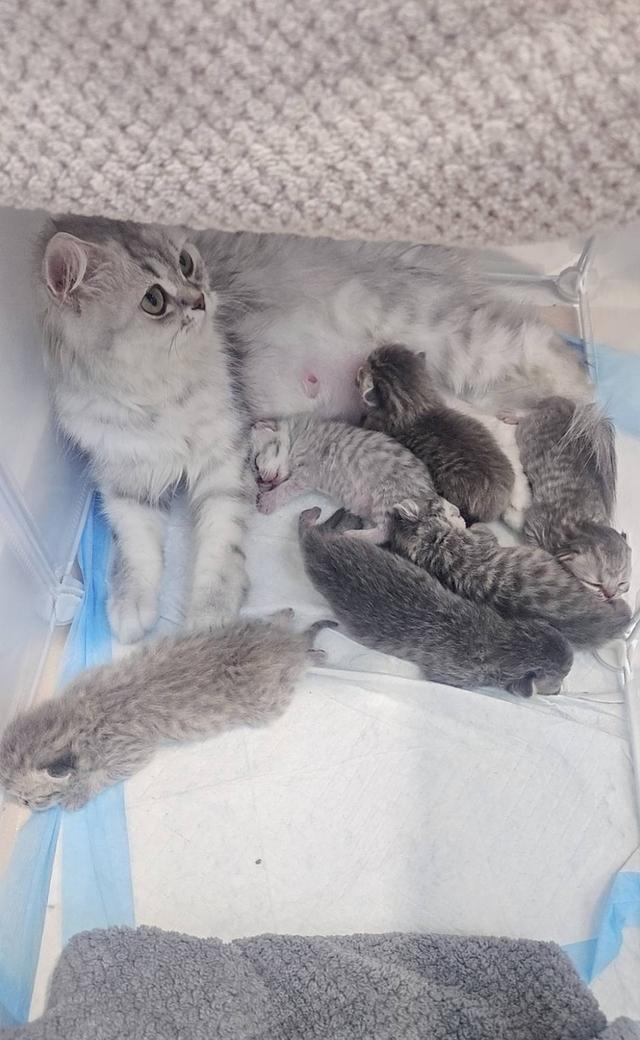 Scottish Fold สก็อตติชโฟลด์ แท้