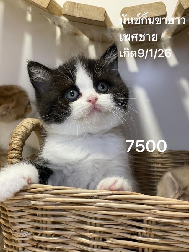 ลูกแมวมันช์กิ้นขายาว พร้อมย้าย รูปที่ 2