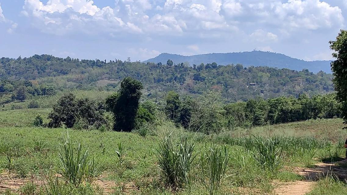 ที่ดินเปล่า 6 ไร่ 3 งาน 4.5 ล้าน บ.สวนห้อม อ.วังน้ำเขียว 3