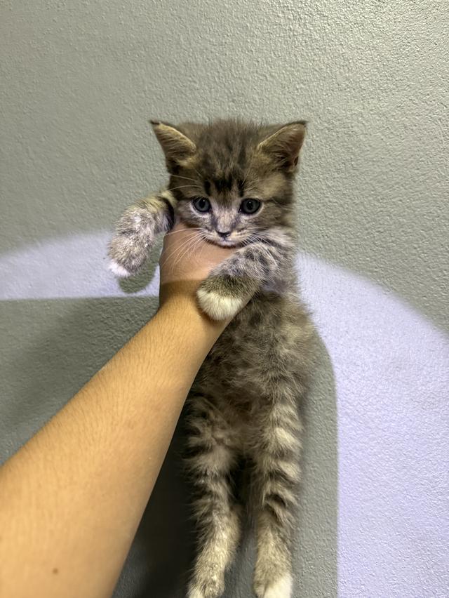 หาบ้านให้แมว สก๊อตติช มีค่าตัว รูปที่ 1