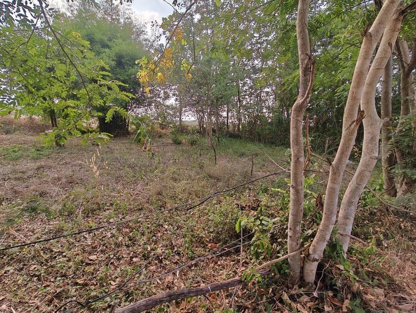 ที่ดินเปล่า ทำเลดีเดินทางสะดวก มทส. 3