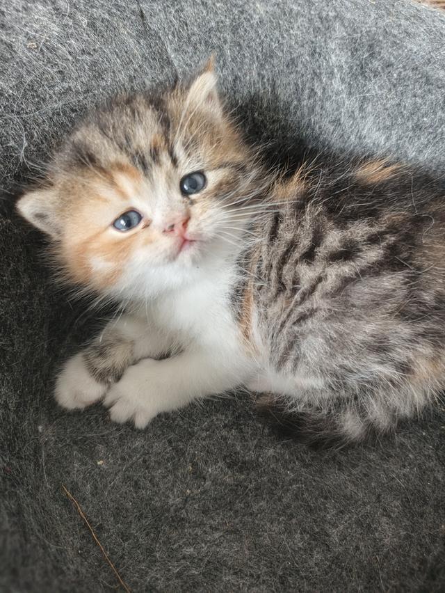 ลูกแมวสก็อตติช เด็กชายเด็กหญิง