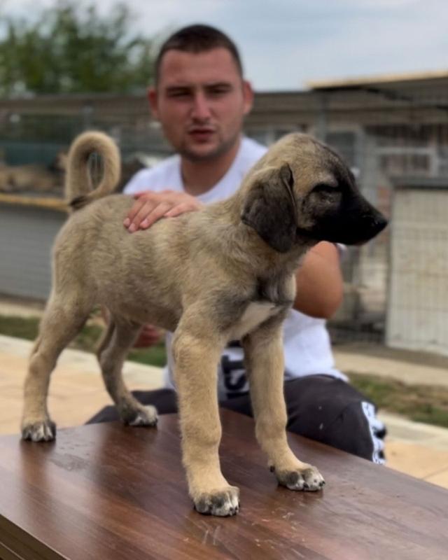 Kangal Dogs and Puppies for sale 3