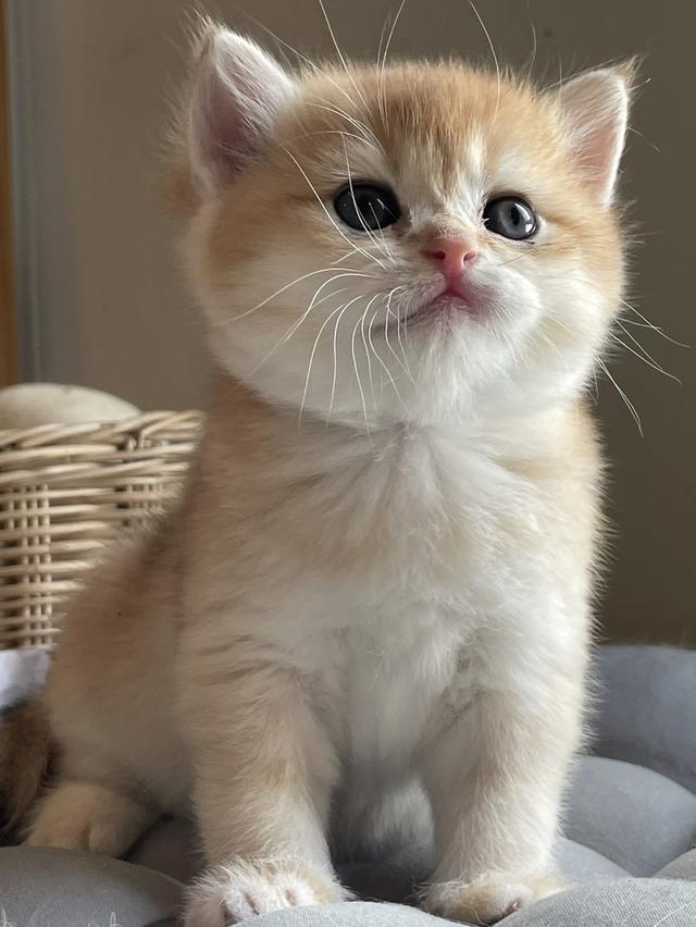 สาวน้อยบริติชแท้ 100%