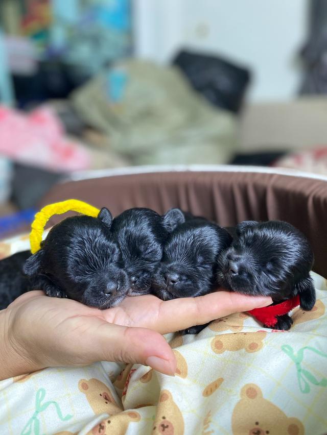 ( เปิดจอง ) พุดเดิ้ล+ชิสุห์+ชิวาวา สีดำ น่ารัก