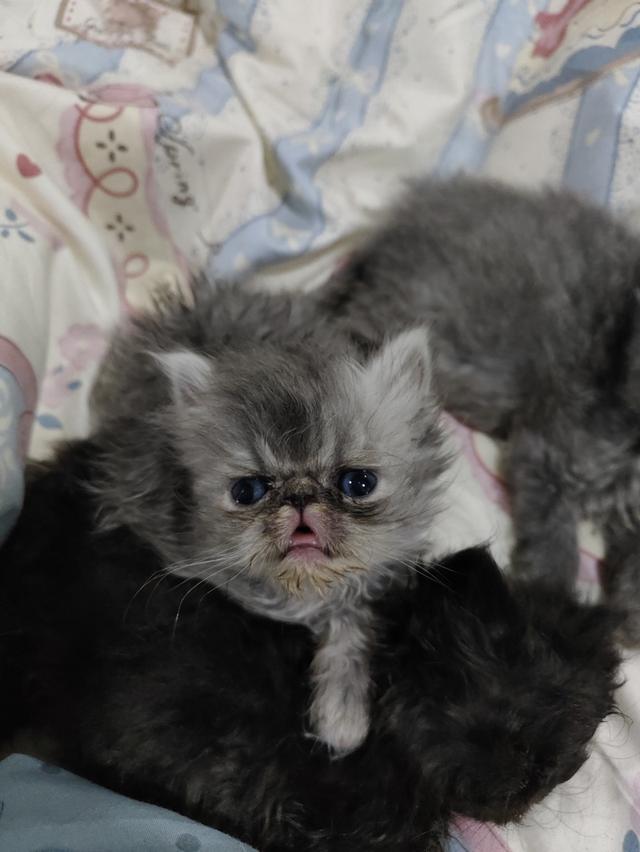 แมวเอ็กโซติกขนยาวแท้ 7