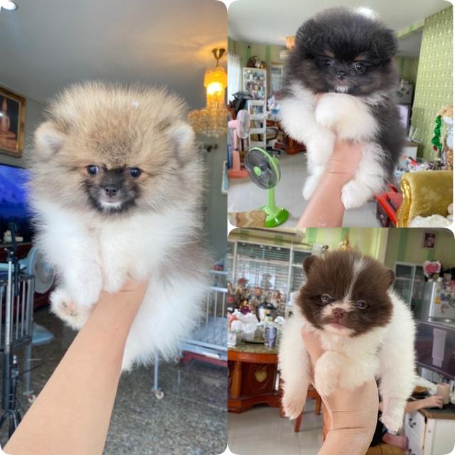 ลูกปอมเมอเรเนียนแท้ 