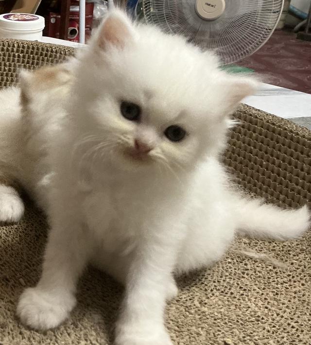 🌈ลูกแมวเปอร์เซียสายตรง ตาฟ้า น้องหน้าบี้หน้าหล่น และ หน้าตุ๊กตา เปิดกล้องดูน้องได้ สนใจสอบถามเน้นส่งถึงมือน้องปลอดภัยค่ะ รูปที่ 11