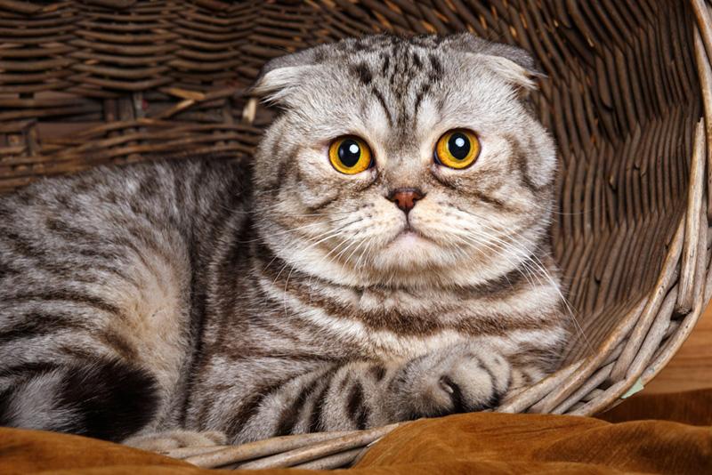 น้องแมวสกอตติส โฟลด์ น่ารัก ตาโต 2