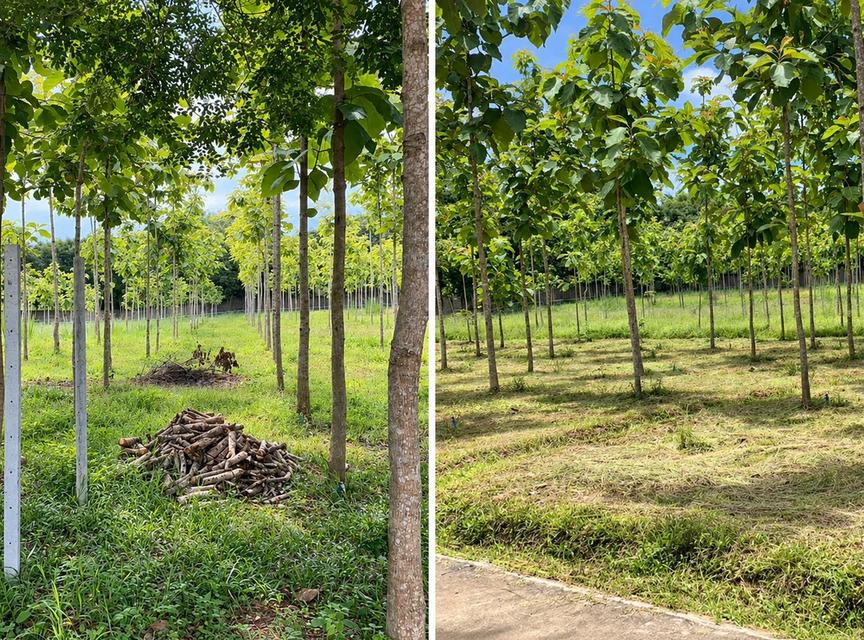 ขายที่ดินพร้อมบ้านสวน ทำเลธรรมชาติ มีบ่อปลาและระบบน้ำพร้อมใช้ 3
