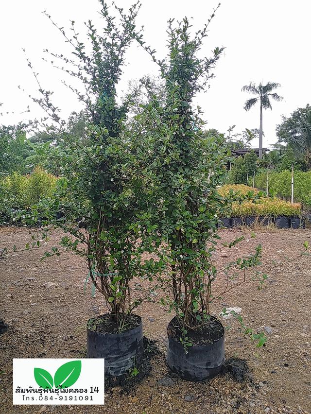 ชาแท่ง ชาดัด ชาฮกเกี้ยน