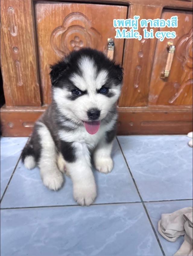 ไซบีเรียนวูดลี่โค้ช ชาย3 2