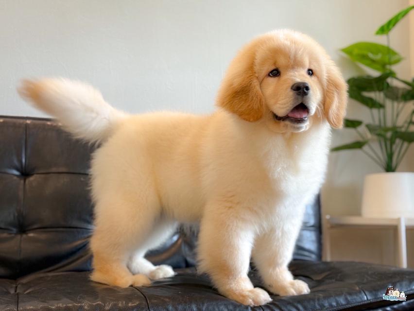 โกลเด้น นำเข้าจากประเทศจีน