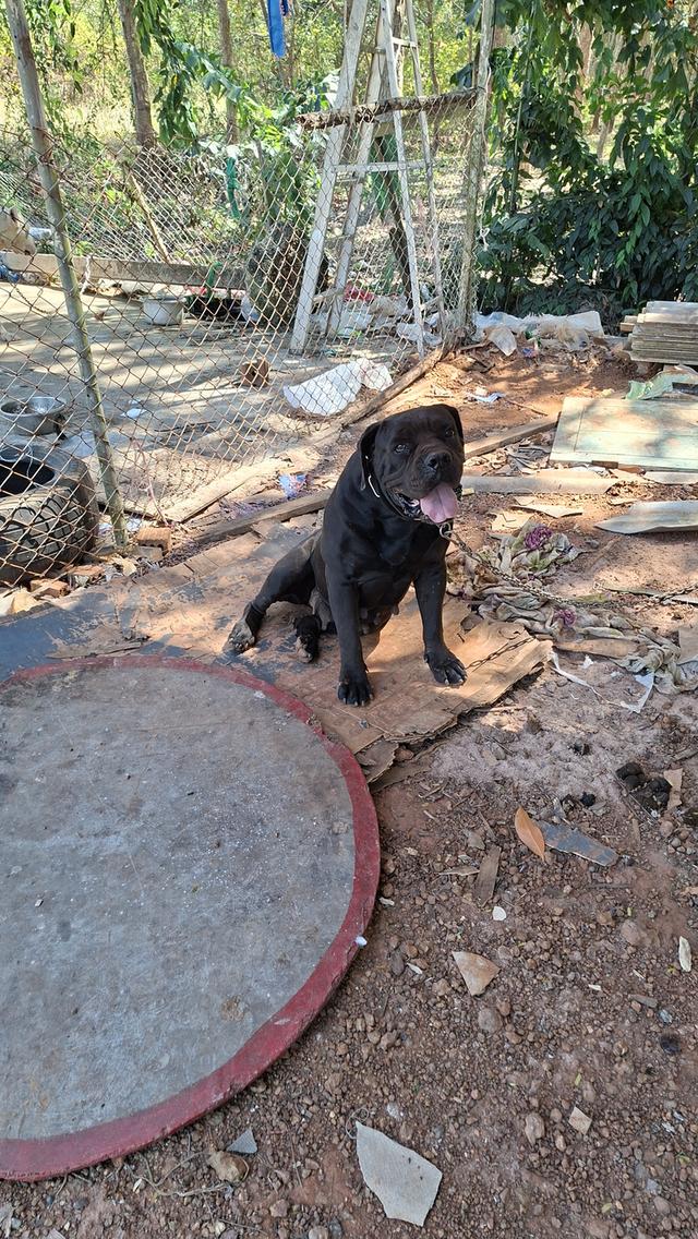 ขายสุนัขแม่พันบัวโบอายุ1ปี