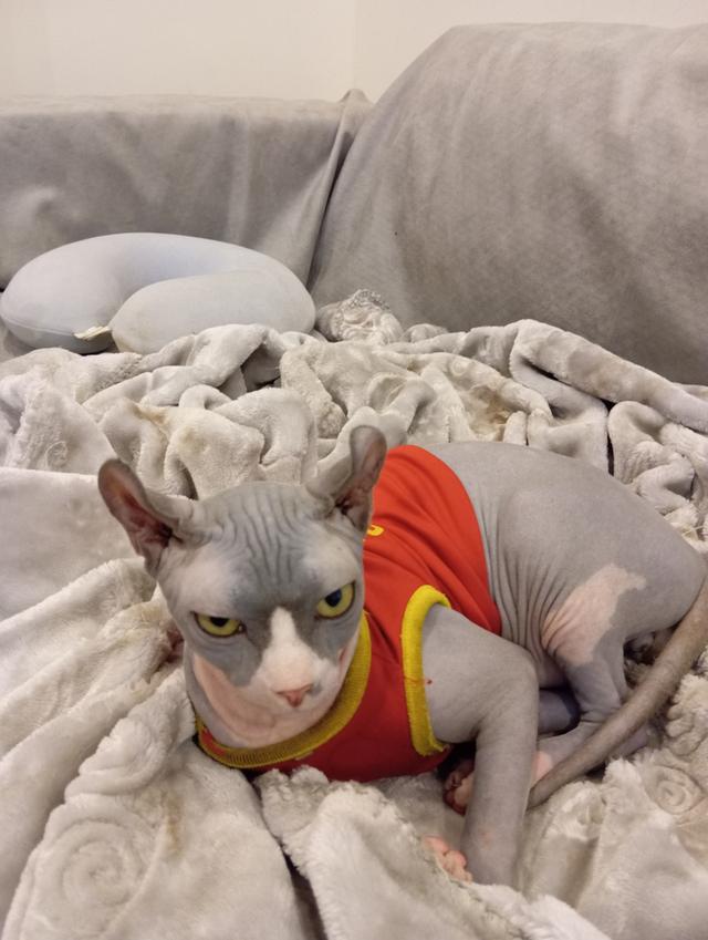 ขาย สฟิงซ์เอลฟ์  9 เดือน 